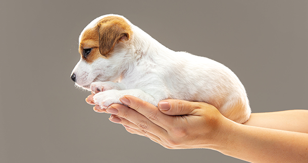 Pet Adoption